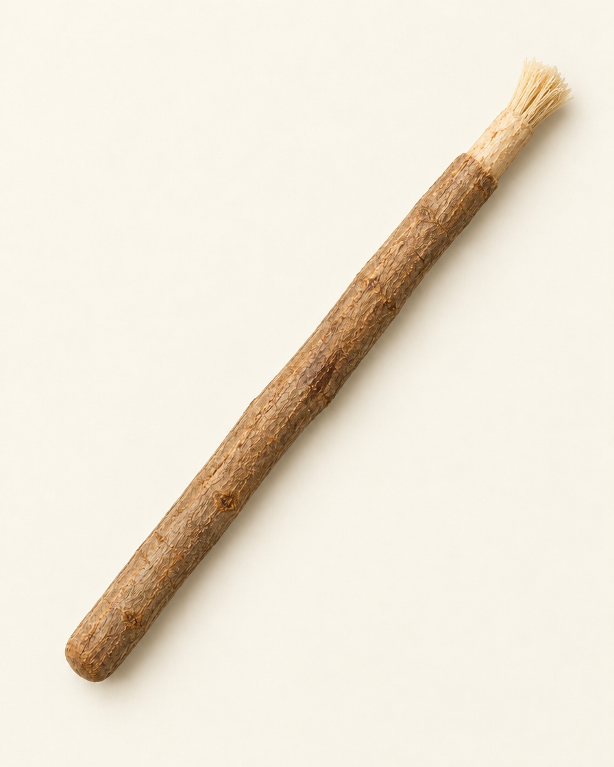 Miswak stick with its peeled tip opened into a soft natural brush